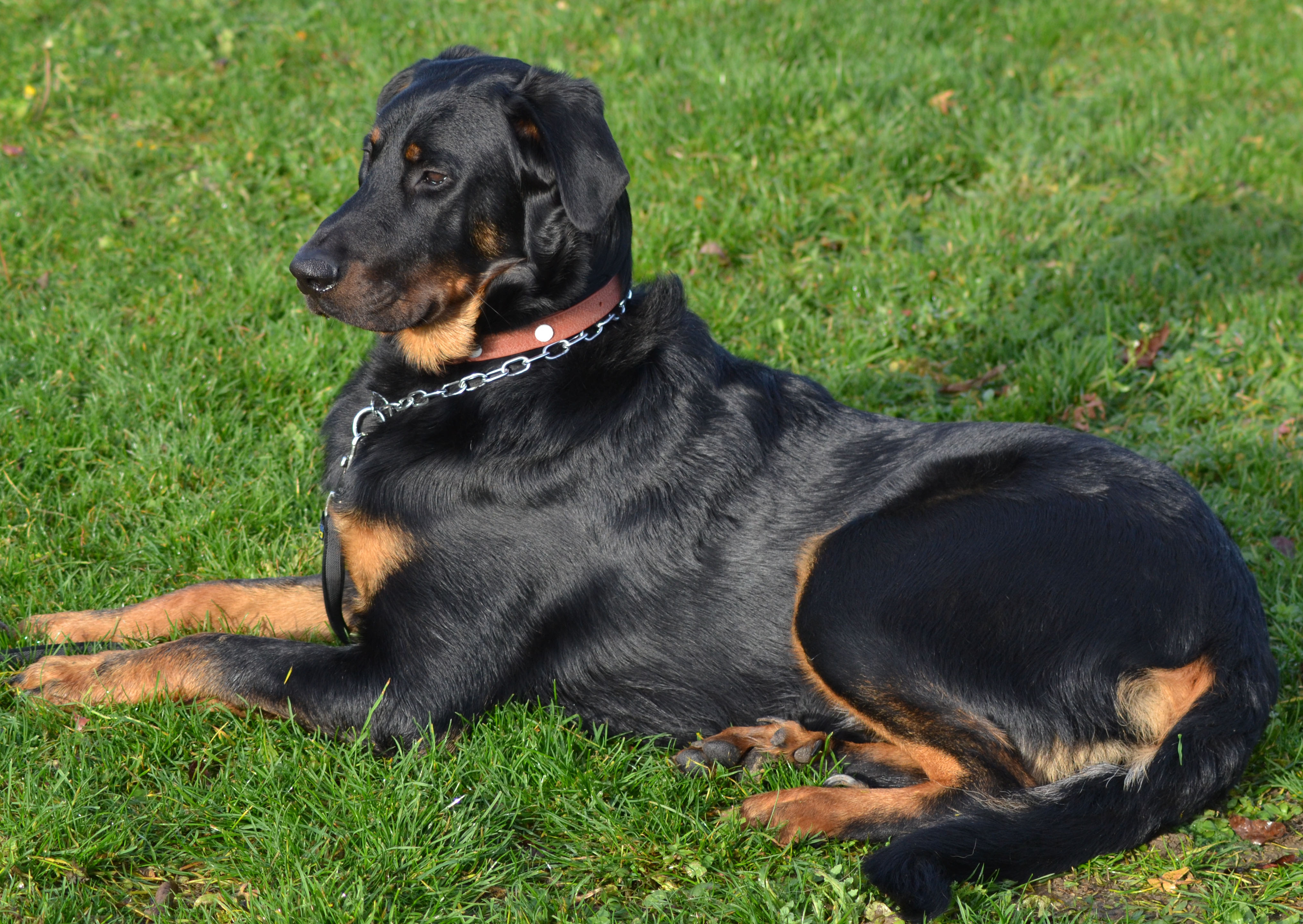 domainedelalicorne.fr photo chien beauceron photo chiot beauceron Elevage de beauceron chiot beauceron pure race élevage du clos de la licorne elevage des gardiens de la licorne elevage beauceron noir et feu authentique gros gabarits élevage de Beauceron familial sérieux et qualité domainedelalicorne.fr suivi des chiots conseil d’éducation chiot propre bas rouge santé caractère spécialiste du beauceron noir et feu ou arlequin chien rustique berger de France  nos chiots sont élevés avec amour et attention notre passion au service de la qualité Beauceron de qualité et sportif domaine de la licorne 04380 BARRAS élevage en liberté éleveur berger de beauce élevage de beauceron de travail 06 11 20 51 93 site domainedelalicorne.fr mail domainedelalicorne@gmail.com